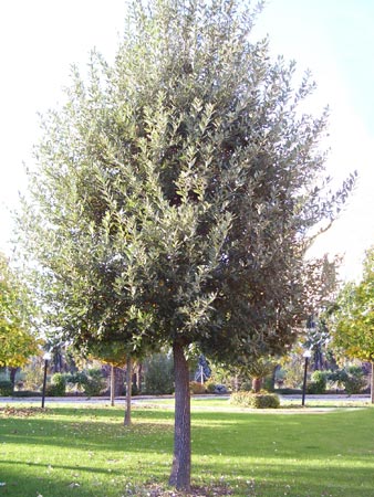 Quercus Hispanica